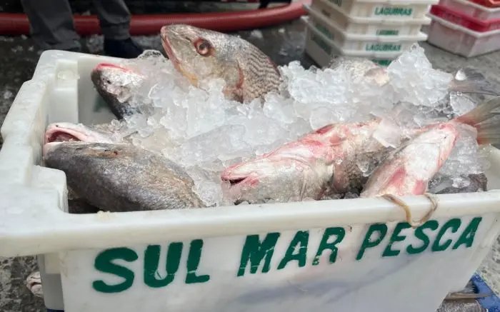 Ibama apreende barco e 240 kg de peixe em operação contra pesca ilegal