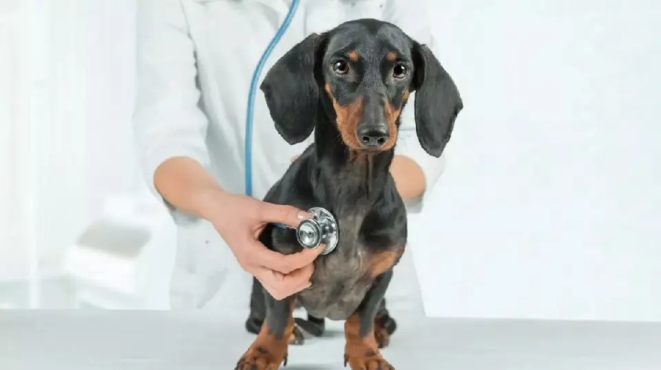 Agressores de animais serão obrigados a pagar tratamento veterinário