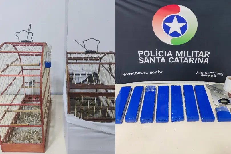 Tráfico e crime ambiental: polícia encontra maconha e animais em casa de suspeito