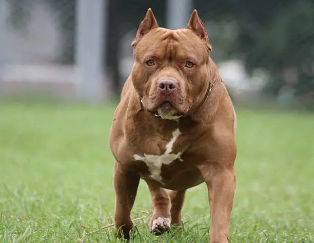 Governo de SC restringe circulação de pitbulls e impõe castração de animais da raça; entenda
