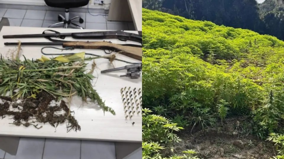 Mais de 100 mil pés de maconha são encontrados em ação policial