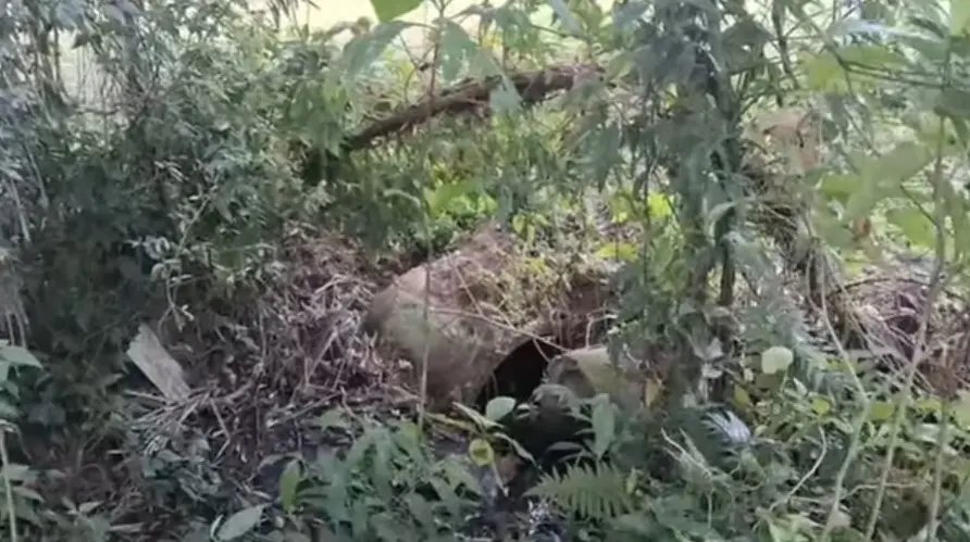 (VÍDEO) Área verde vira ponto de esgoto a céu aberto e descarte irregular de lixo 