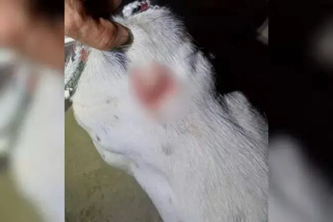 Homem é preso após esfaquear o próprio cachorro em SC