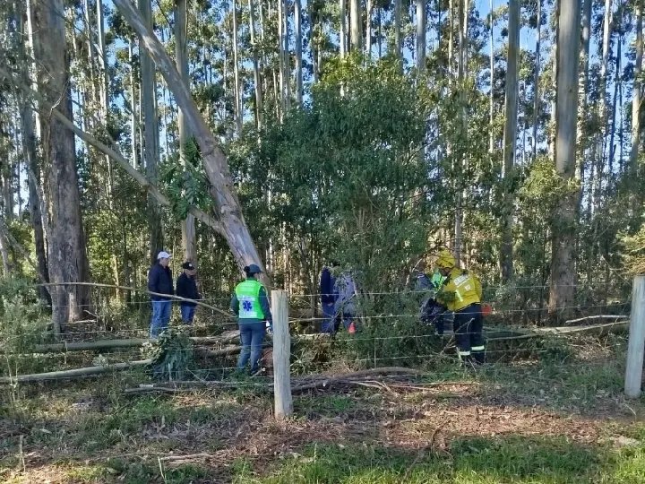 Homem morre esmagado por árvore em área de reflorestamento