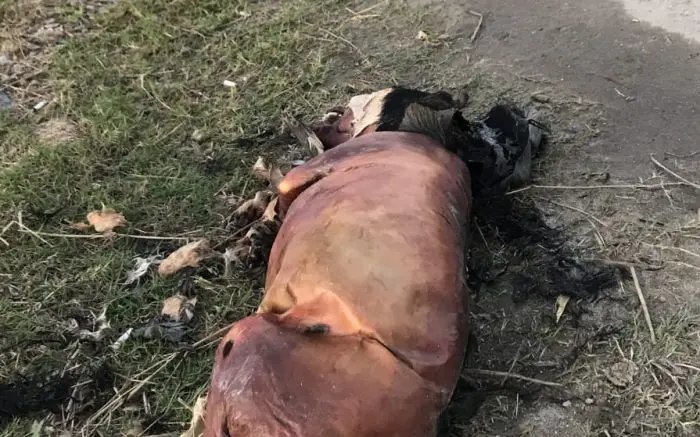 Cachorro é queimado vivo e caso vai à polícia em SC