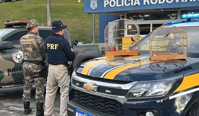 Homem é flagrado com pássaros silvestres em carro na BR-470