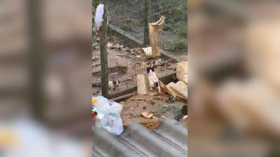 “Protetor” É flagrado com cães famintos e mortos em SC