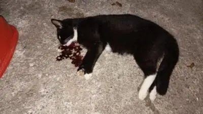 (VÍDEO) Morador denuncia envenenamento de gatos no bairro Nova Brasília