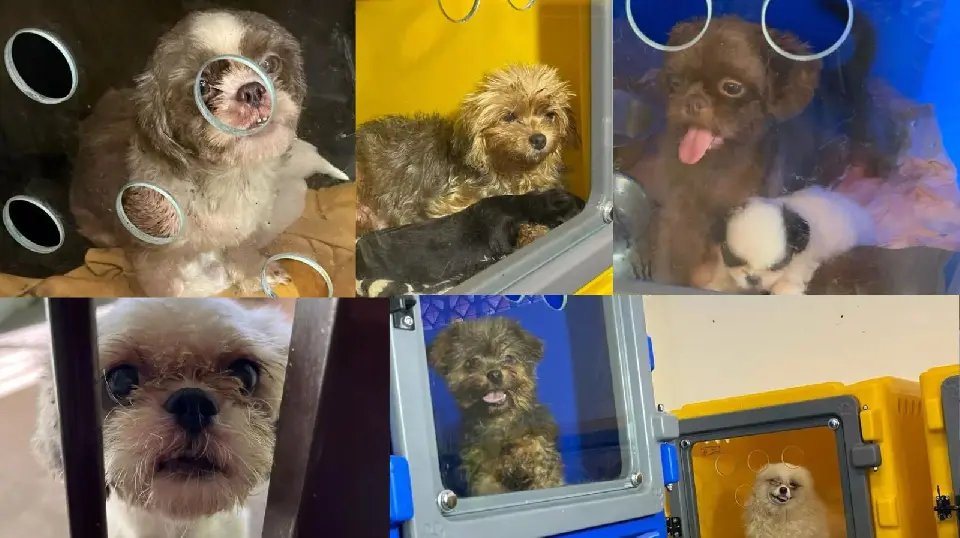 Donos de canil clandestino com 220 cães podem pagar mais de R$ 700 mil em multa