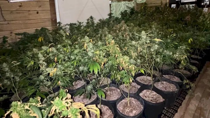 (VÍDEO) PM estoura MEGA laboratório de drogas com 620 pés de maconha