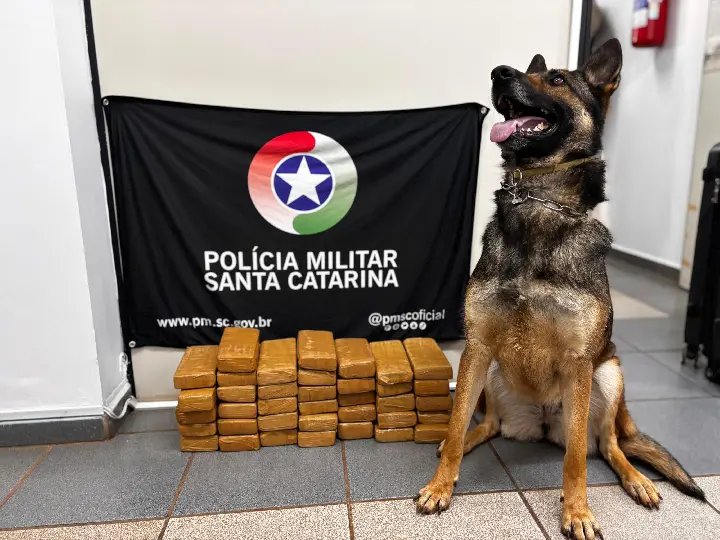 Cão farejador encontra 20 kg de maconha na bagagem de adolescente