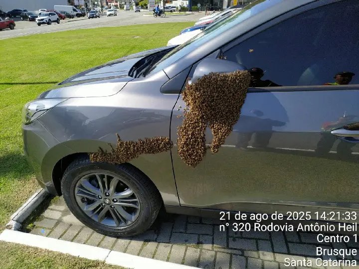 (VÍDEO) Carro vira “colmeia” temporária e bombeiros são acionados em Brusque