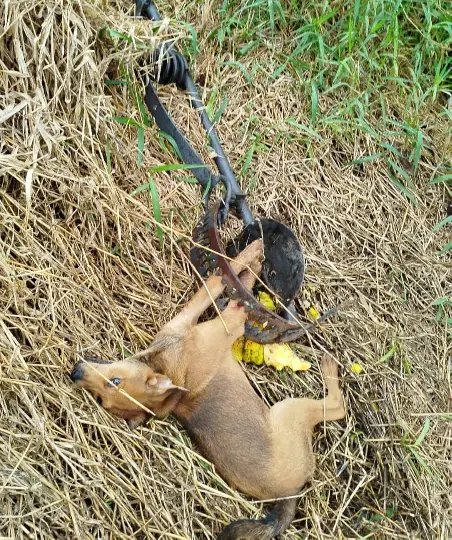 Cachorro sofre ferimentos após ficar preso em "armadilha para urso"