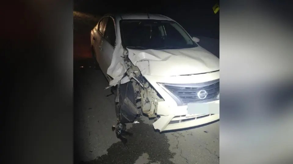 Boi escapa de pasto, invade rodovia e morre após colisão na Antônio Heil