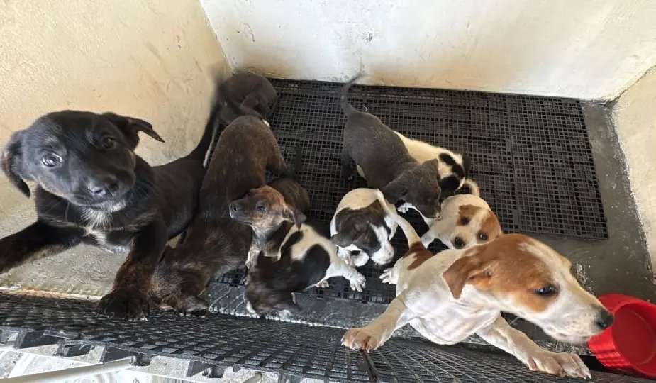 Cães resgatados de maus-tratos em sítio estarão disponíveis para adoção