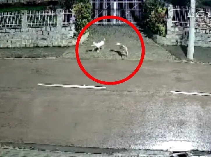 (VÍDEO) Moradores relatam presença de pitbulls soltos durante a noite
