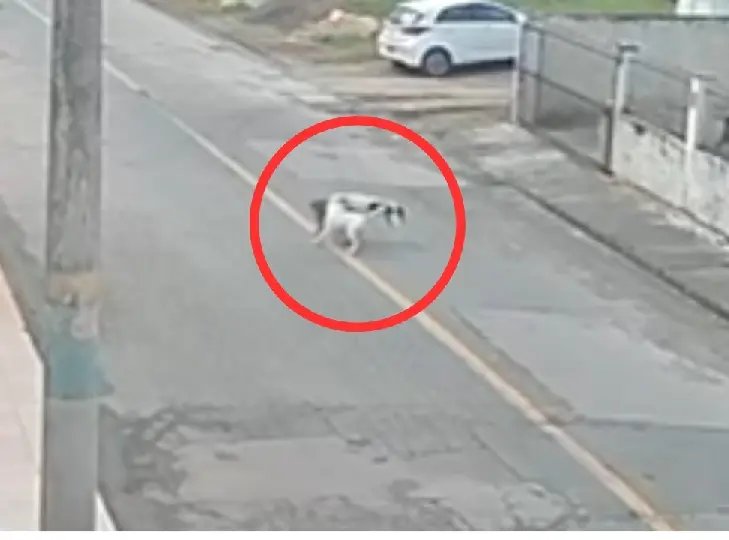 (VÍDEO) Pitbulls soltos atacam cachorro no Águas Claras