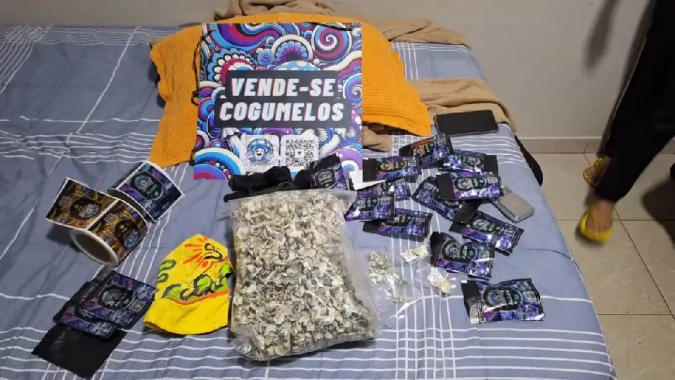 DJs e influenciadores são alvo de operação contra tráfico de cogumelos alucinógenos