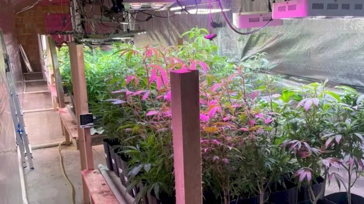 (VÍDEO) Mais de 480 pés de maconha e 7 kg de skunk são apreendidos em estufa 