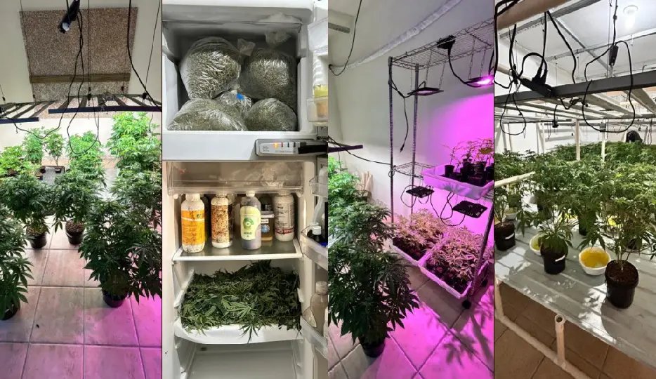 Polícia desmonta laboratório com 400 pés de maconha
