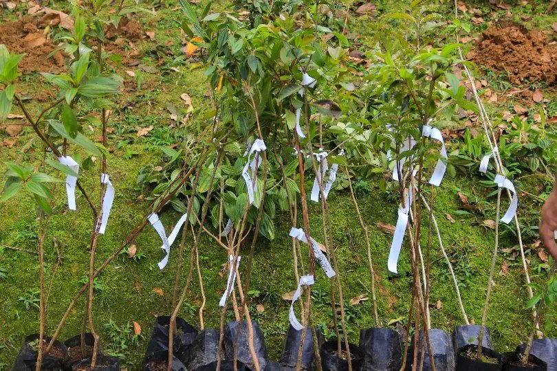 Trilha do Parque Zoobotânico recebe 35 novas árvores nativas