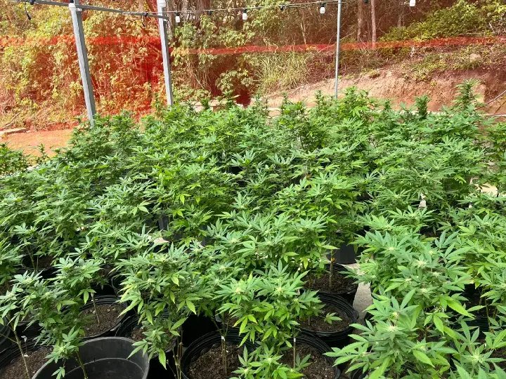 Polícia encontra laboratórios de drogas e apreende 800 pés de maconha