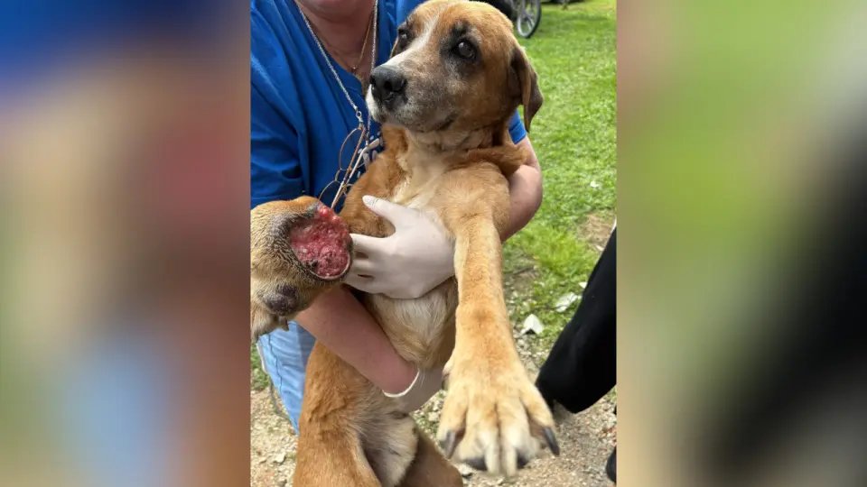 (VÍDEO) Caso do cão com ferida aberta e em magreza extrema leva tutor à prisão