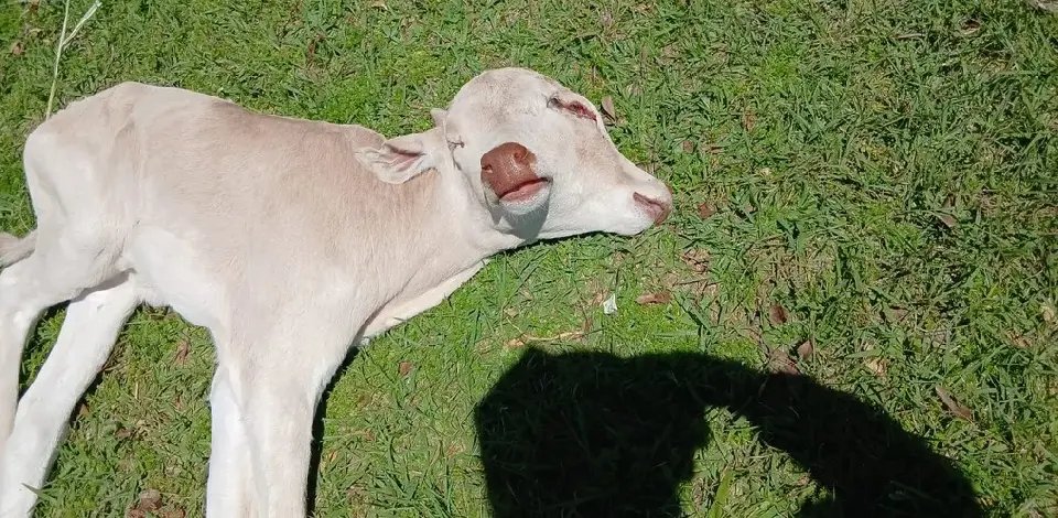 Em fenômeno raro, bezerro nasce com duas cabeças em SC