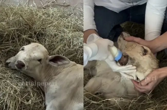 Morre bezerra que nasceu com duas cabeças em SC