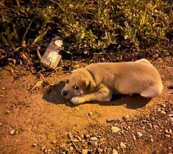Homem é alvo de operação da Polícia Civil por maus-tratos a cães 