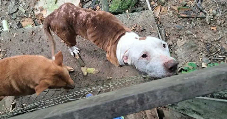Mãe e filho são presos por maus-tratos a diversos animais
