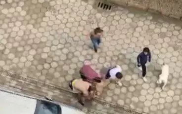 Pitbulls avançam sobre cachorrinha e causam ferimentos graves