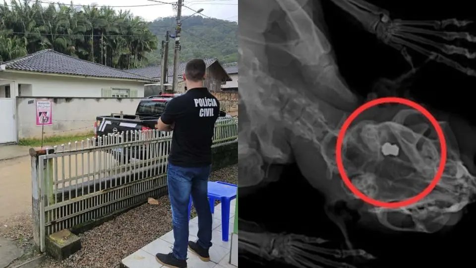 Operação apreende armas de pressão em investigação de maus-tratos a animais