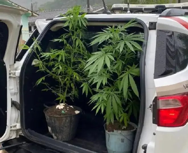 Moradores são flagrados com plantas de maconha em condomínio
