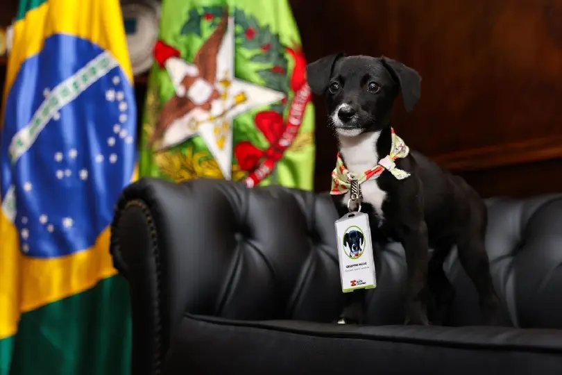 Governo do Estado confirma R$ 17 milhões para castração de cães e gatos