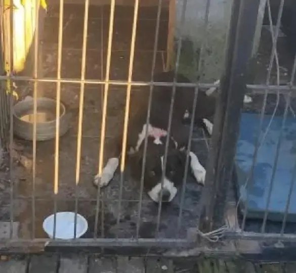 Cachorro impede assalto a residência e suspeito acaba morto