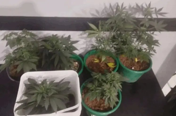 Suspeitos fogem antes da Guarda localizar 'plantinha' proibida
