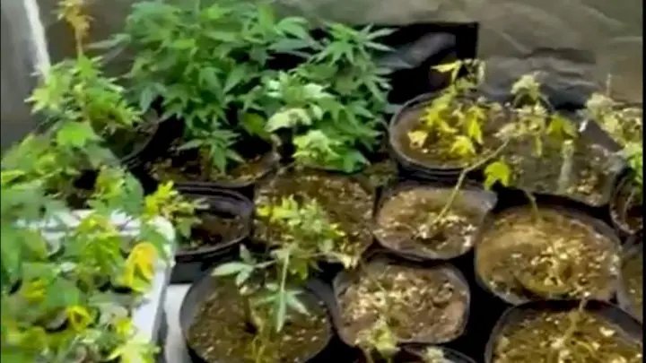 Polícia encontra estufa de maconha com mais de 130 pés