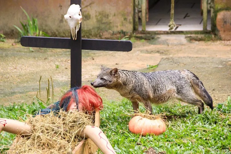Zoobotânico entra no clima do Halloween