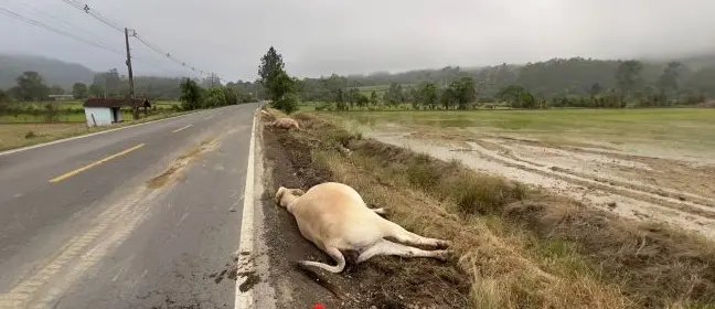 Bois morrem atropelados por caminhão após incidente