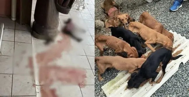 Canibalismo entre cães é registrado após morte de tutor