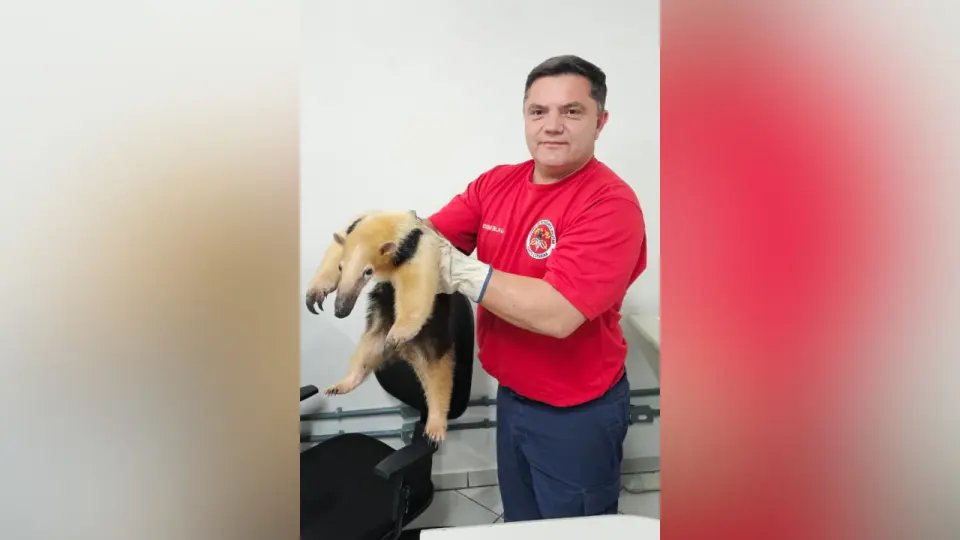 (VÍDEO) "Visita inesperada": tamanduá-mirim aparece dentro de casa e mobiliza resgate