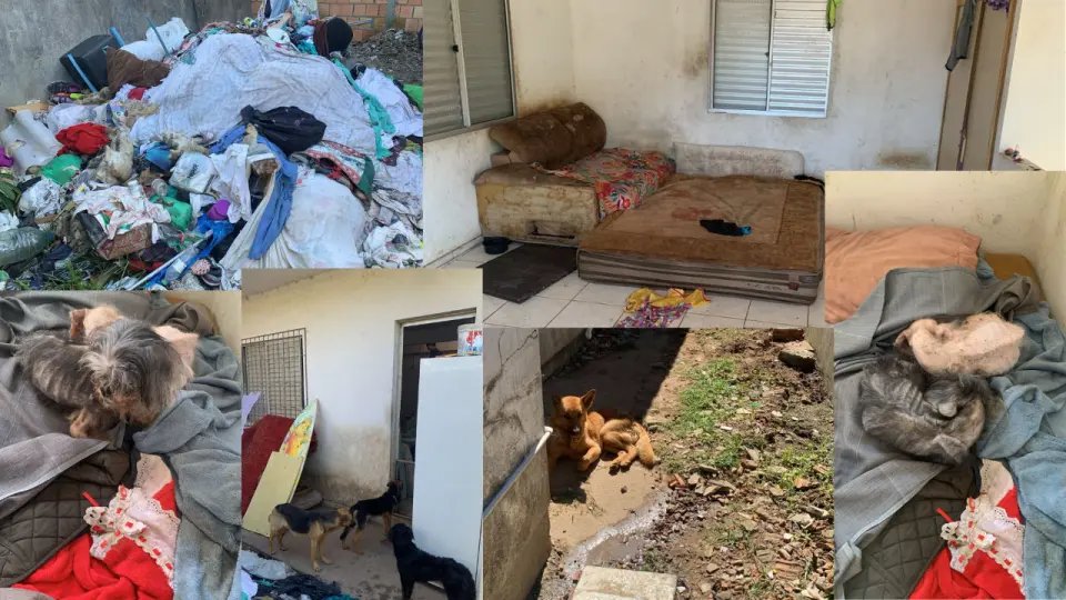 Polícia e Diretoria de Bem-Estar Animal resgatam cães em situação extrema de maus-tratos