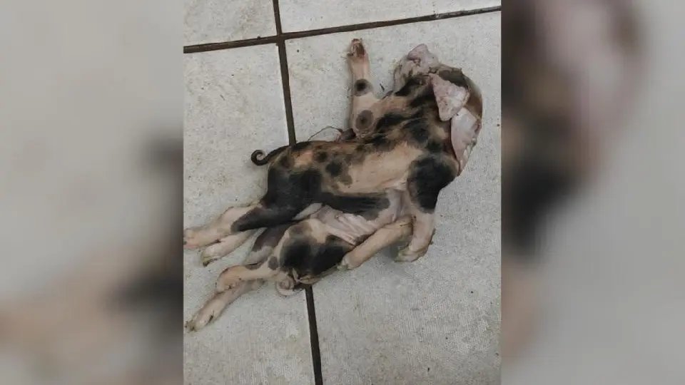 Leitão nasce com dois corpos e uma única cabeça em Santa Catarina