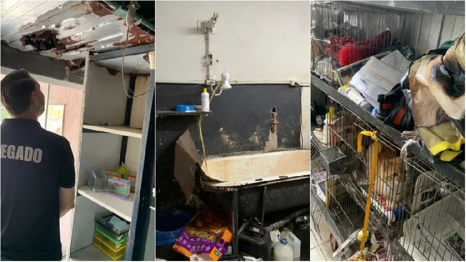 Pet shop é interditado após fiscalização em Brusque