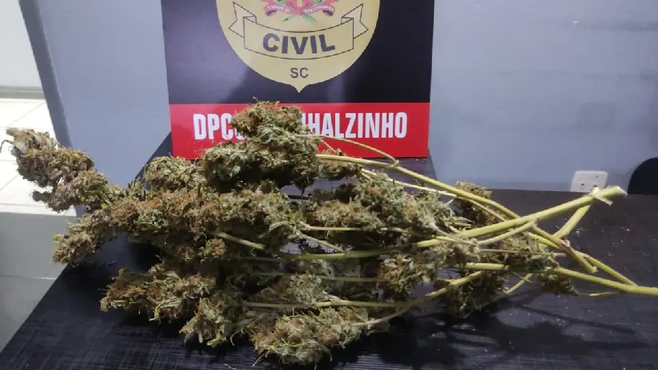 Mãe e filho são presos por tráfico após polícia descobrir estufa de maconha