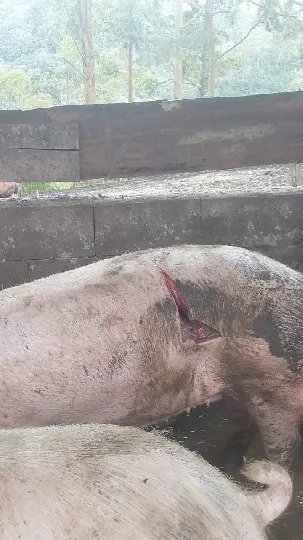 (VÍDEO) Investigação aponta autor de mutilação de suínos em propriedades no Zantão