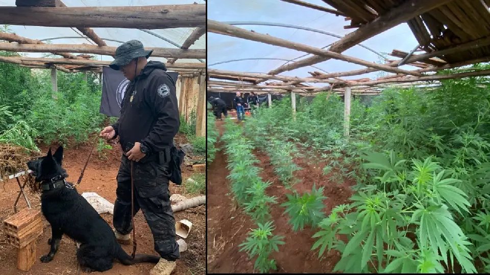Estufa com 200 plantas de maconha é encontrada pela polícia