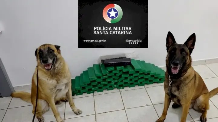 Com apoio de cães de faro, Polícia Militar apreende mais de 32 kg de maconha e produtos de descaminho