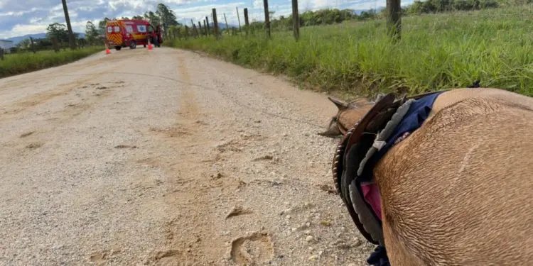 Criança sofre descarga elétrica indireta e cavalo morre em Canelinha